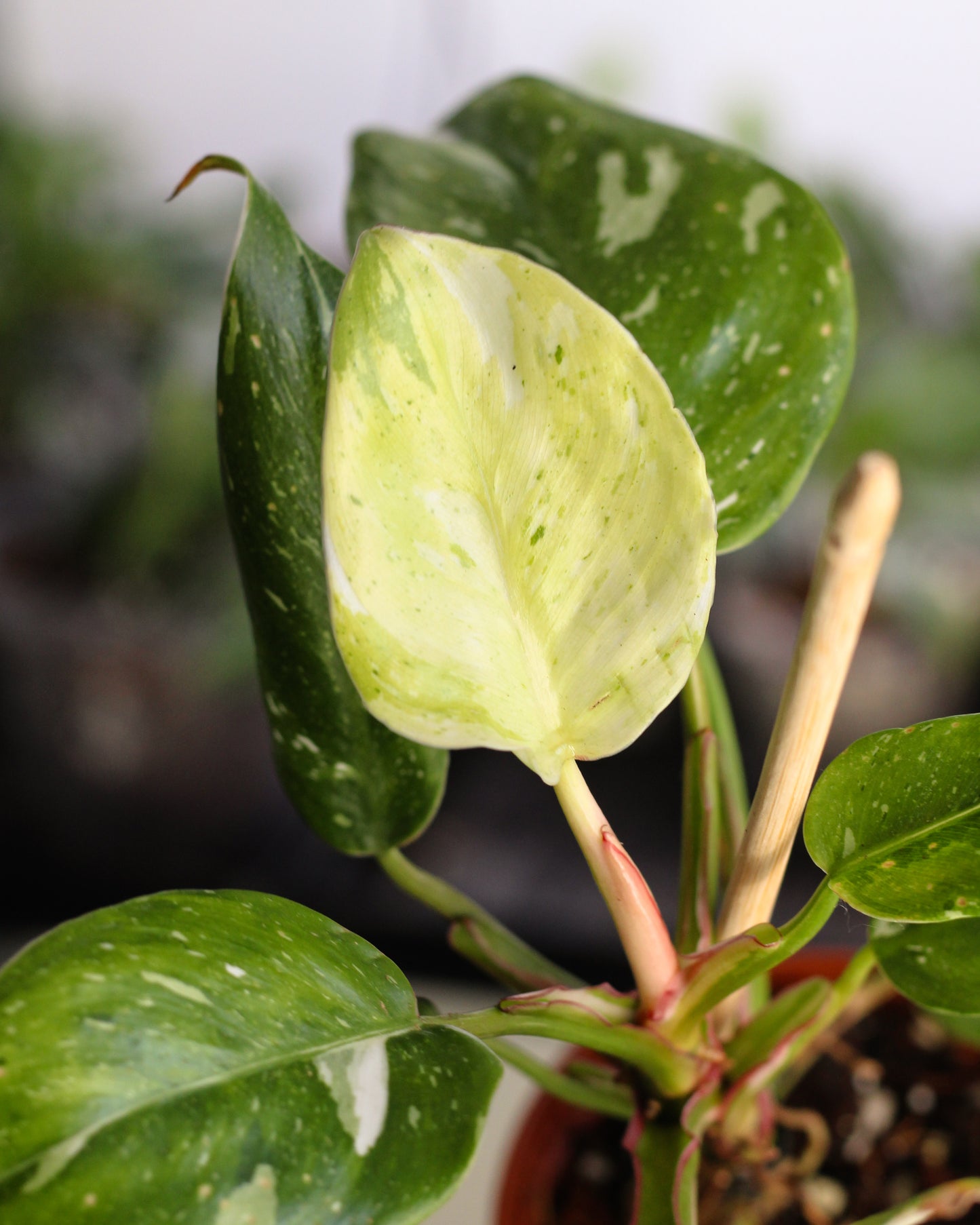 Philodendron Fresh Aurea Prop