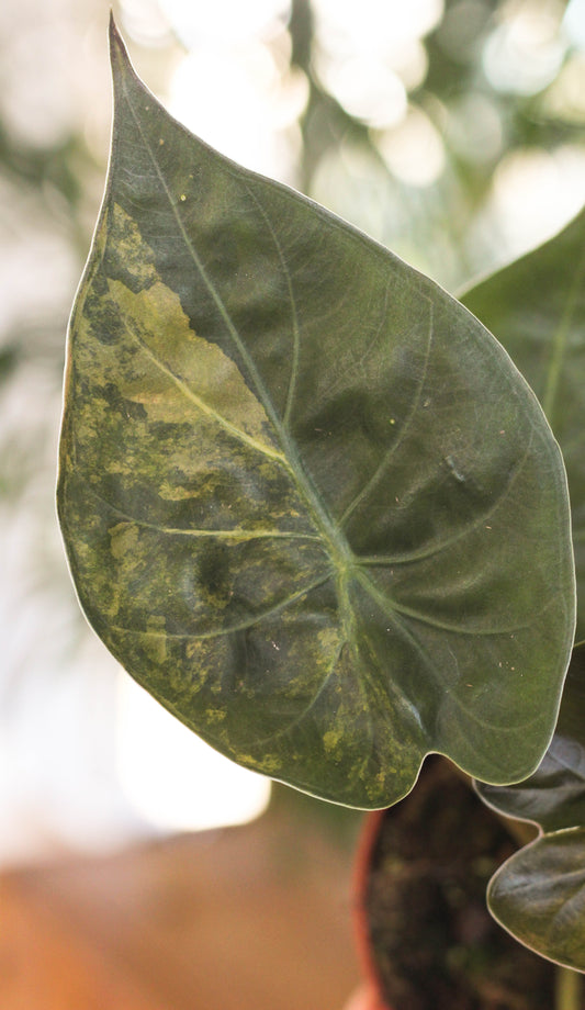 Alocasia Wentii Aurea