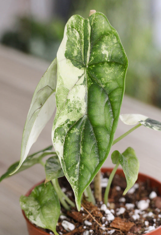 Alocasia Dragonscale Albo