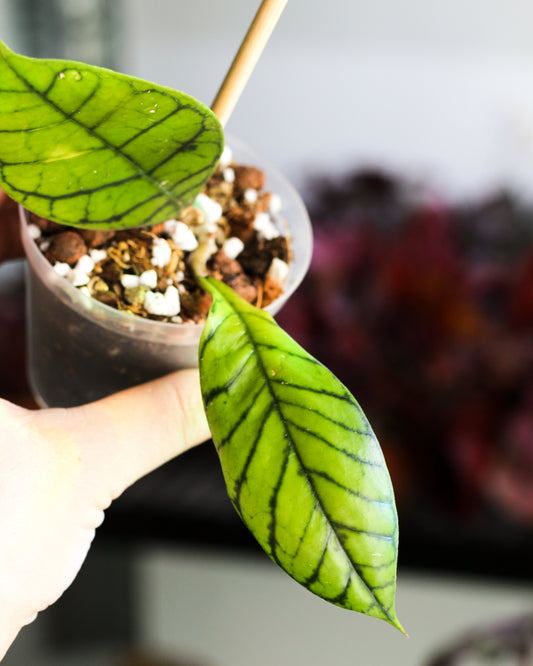 Hoya Callistophylla