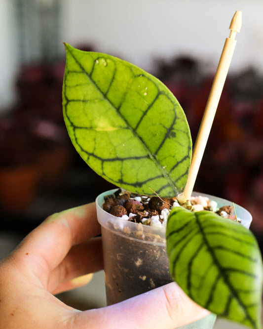 Hoya Callistophylla