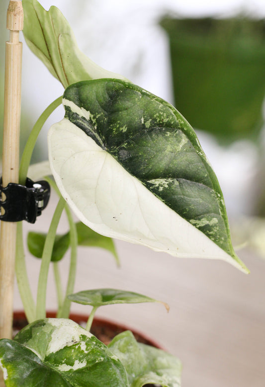 Alocasia Dragonscale Albo