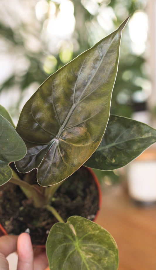 Alocasia Wentii Aurea