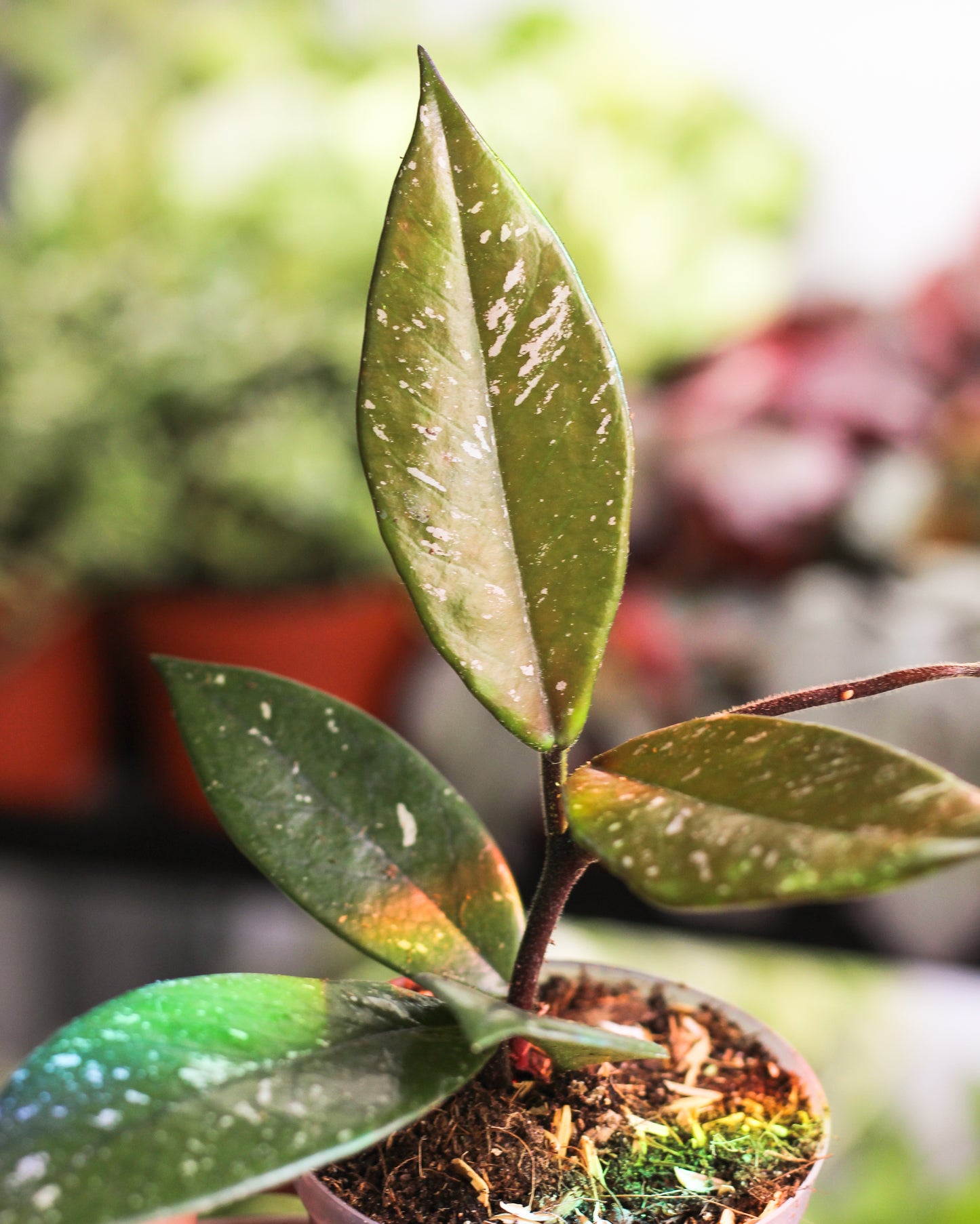 Hoya Carnosa Stardust