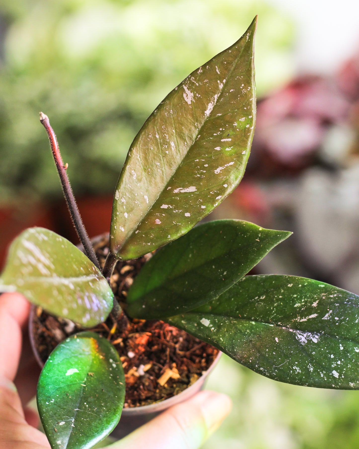Hoya Carnosa Stardust