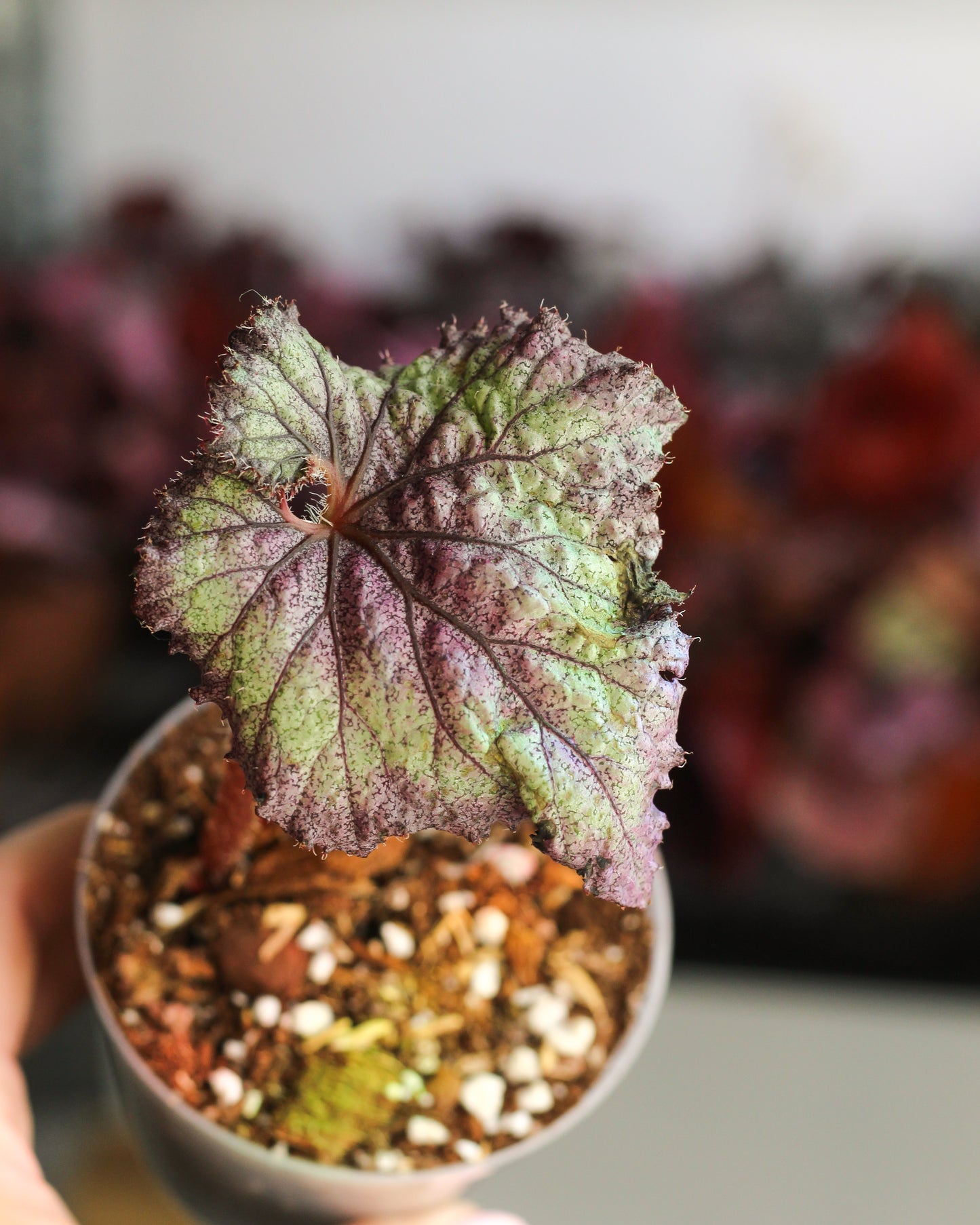 Begonia Transformer Prop
