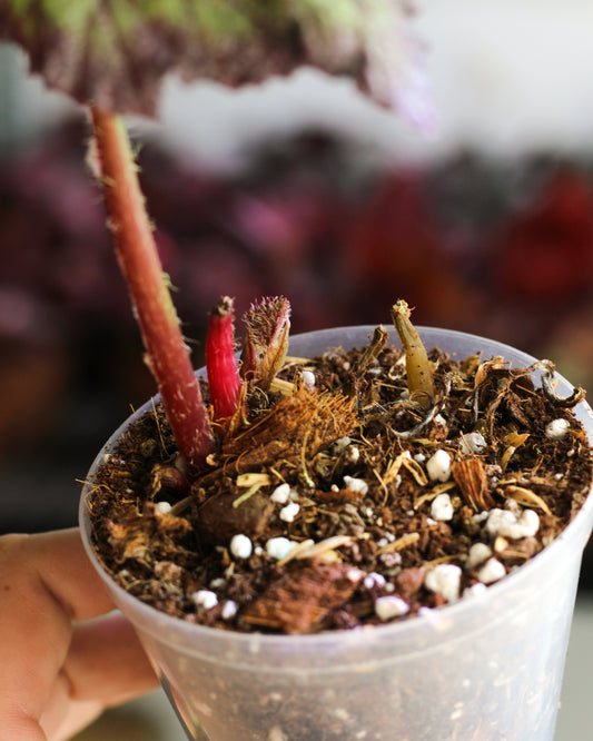 Begonia Transformer Prop