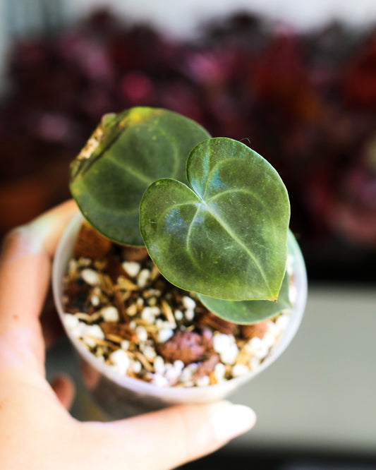 Anthurium NOID C