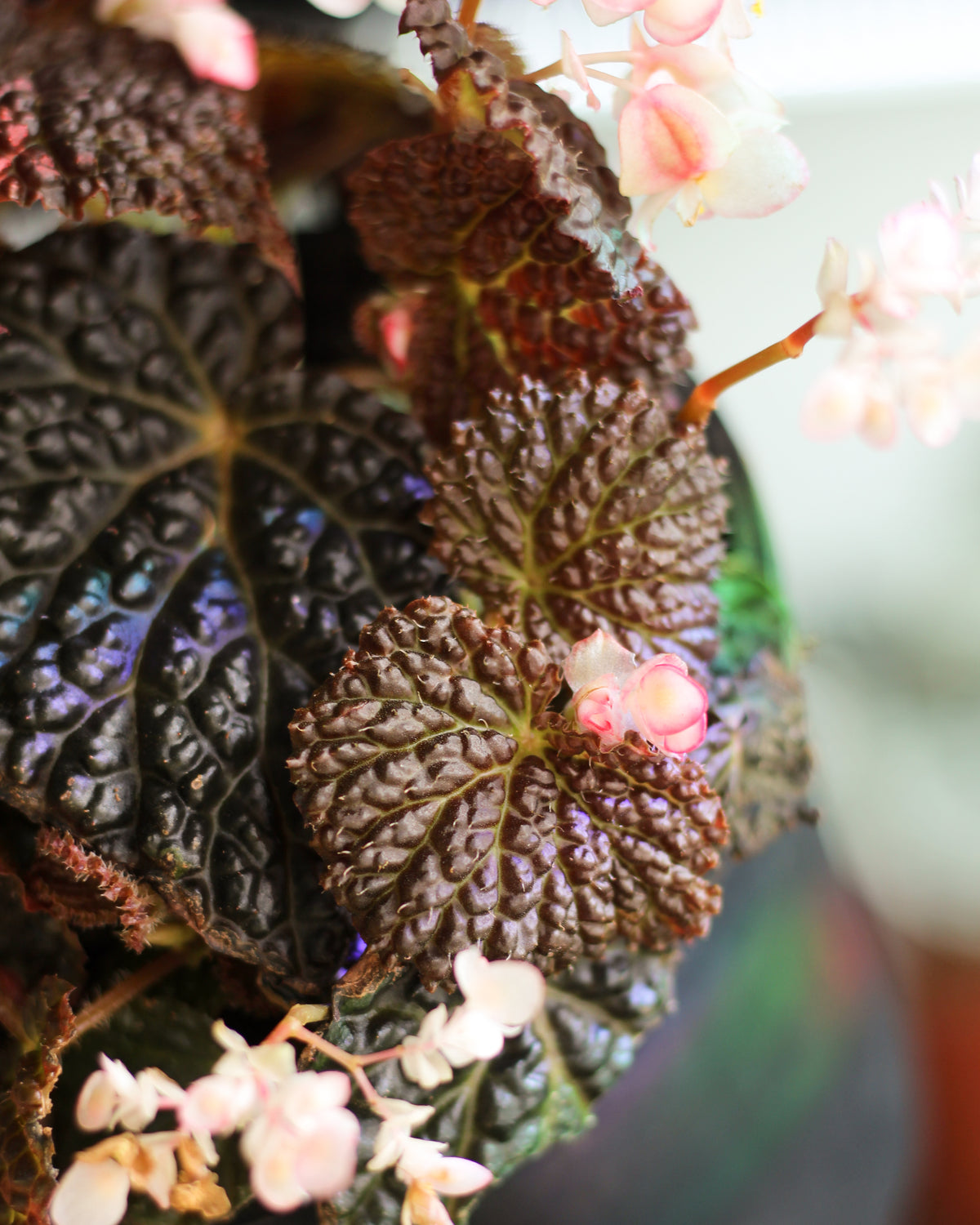 Begonia Masoniana Mountain