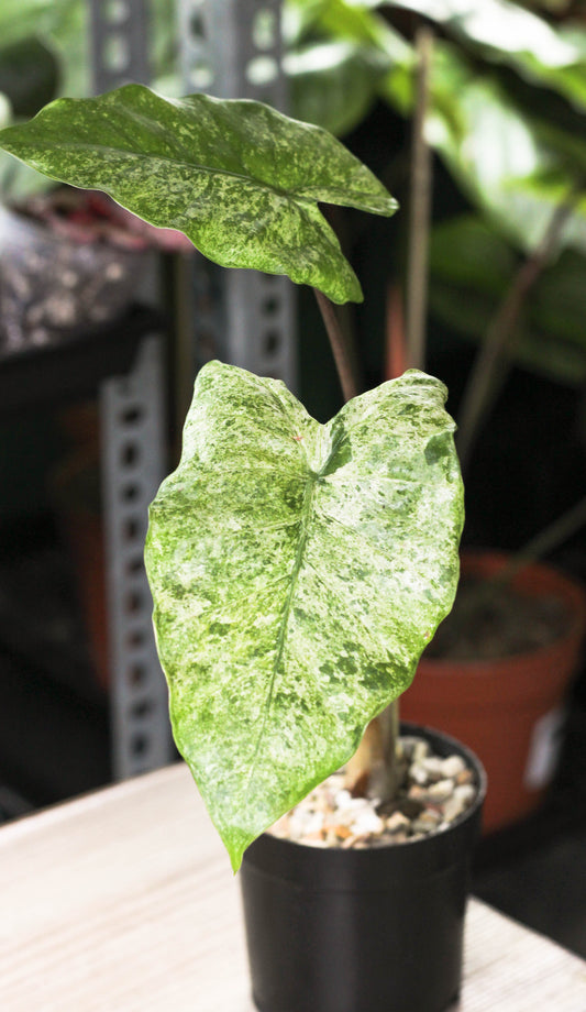 Alocasia Camouflage ( Odora Batik)