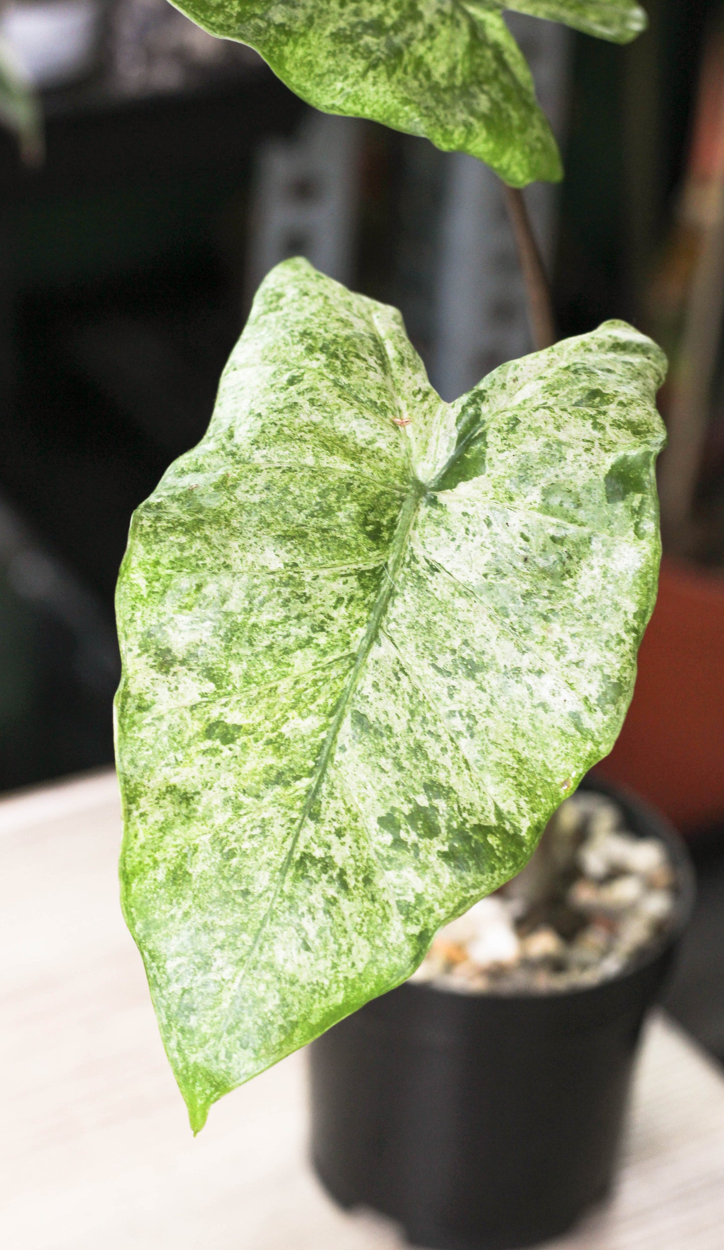 Alocasia Camouflage ( Odora Batik)