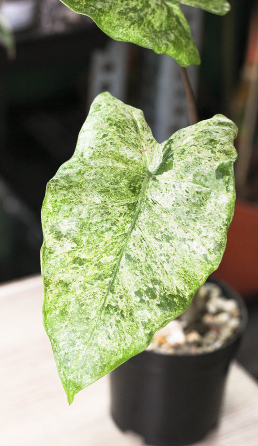 Alocasia Camouflage ( Odora Batik)
