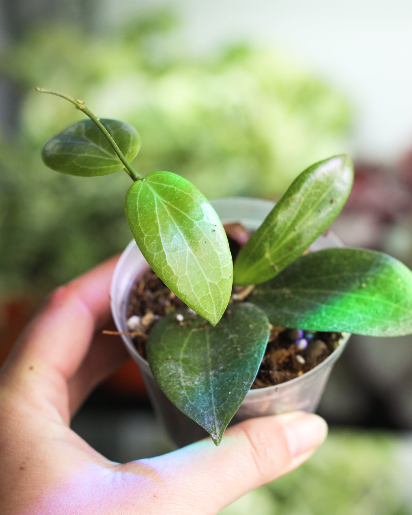 Hoya Fitchii