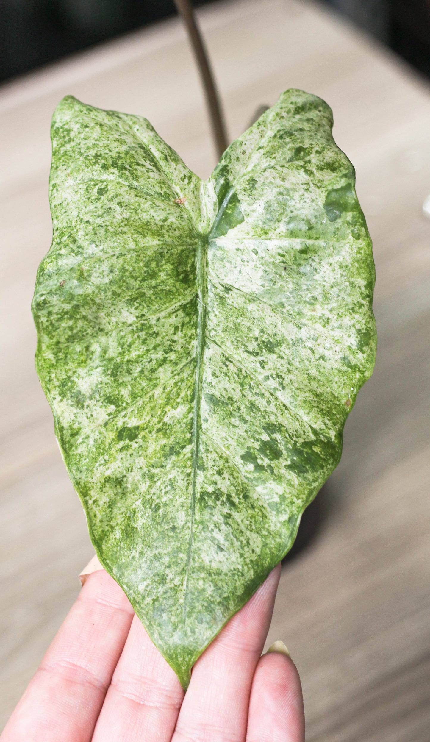 Alocasia Camouflage ( Odora Batik)