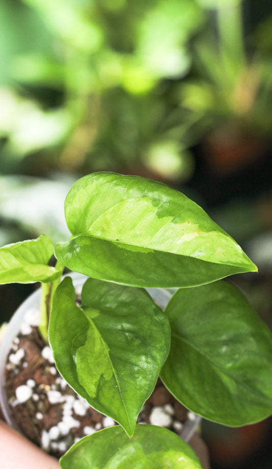 Global Green Pothos