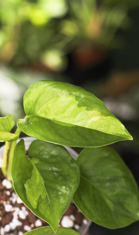 Global Green Pothos