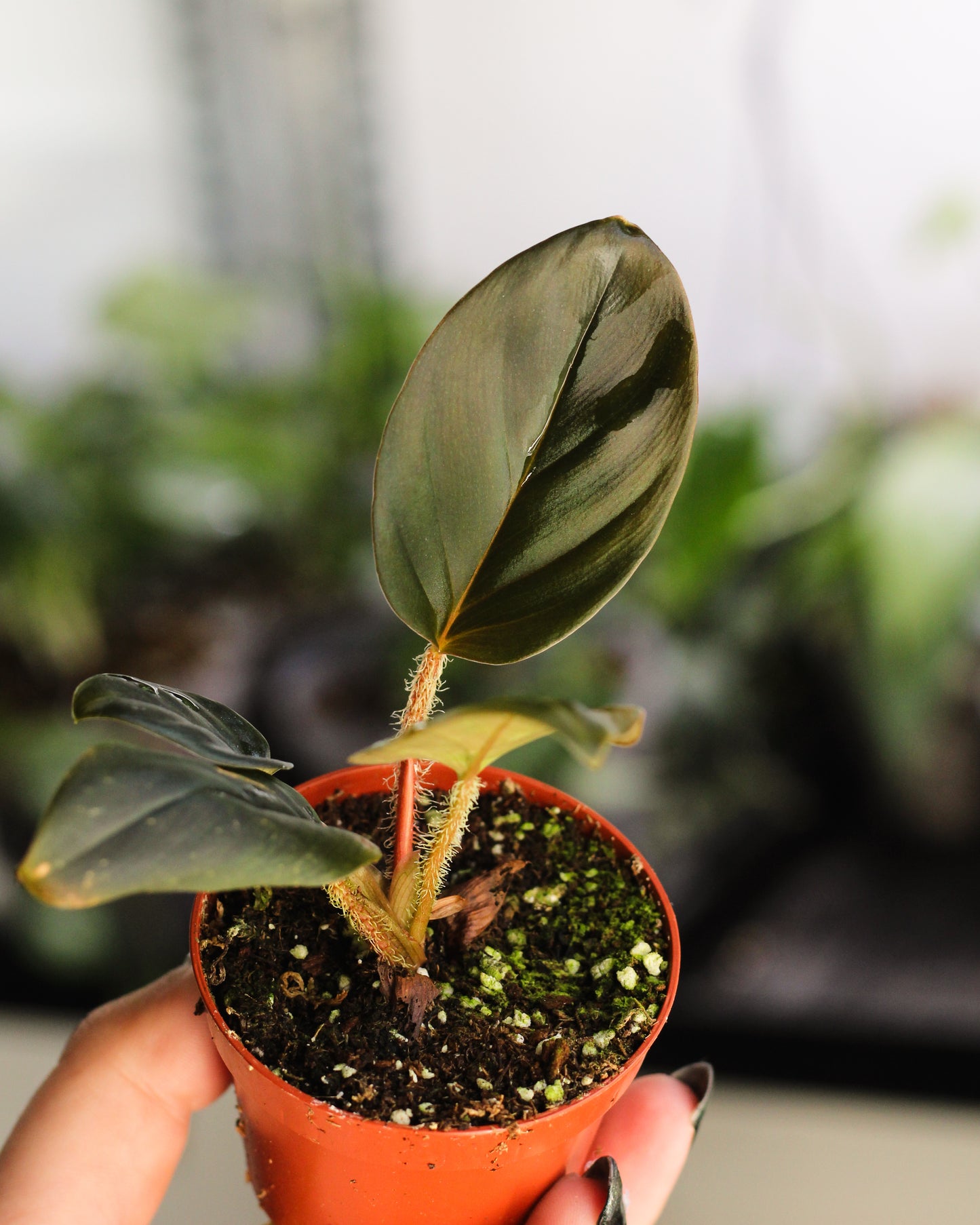 Philodendron Squamicaule Red