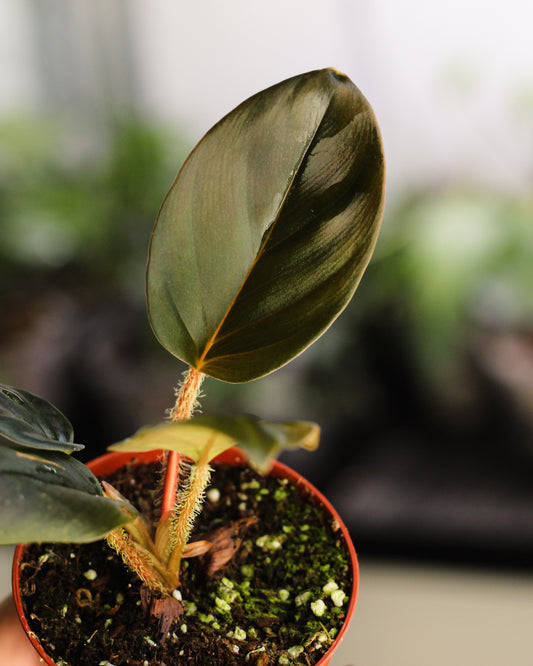 Philodendron Squamicaule Red
