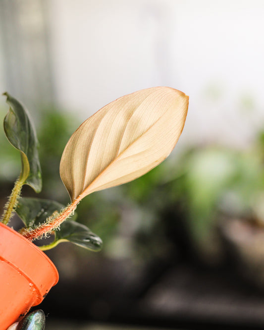 Philodendron Squamicaule Red