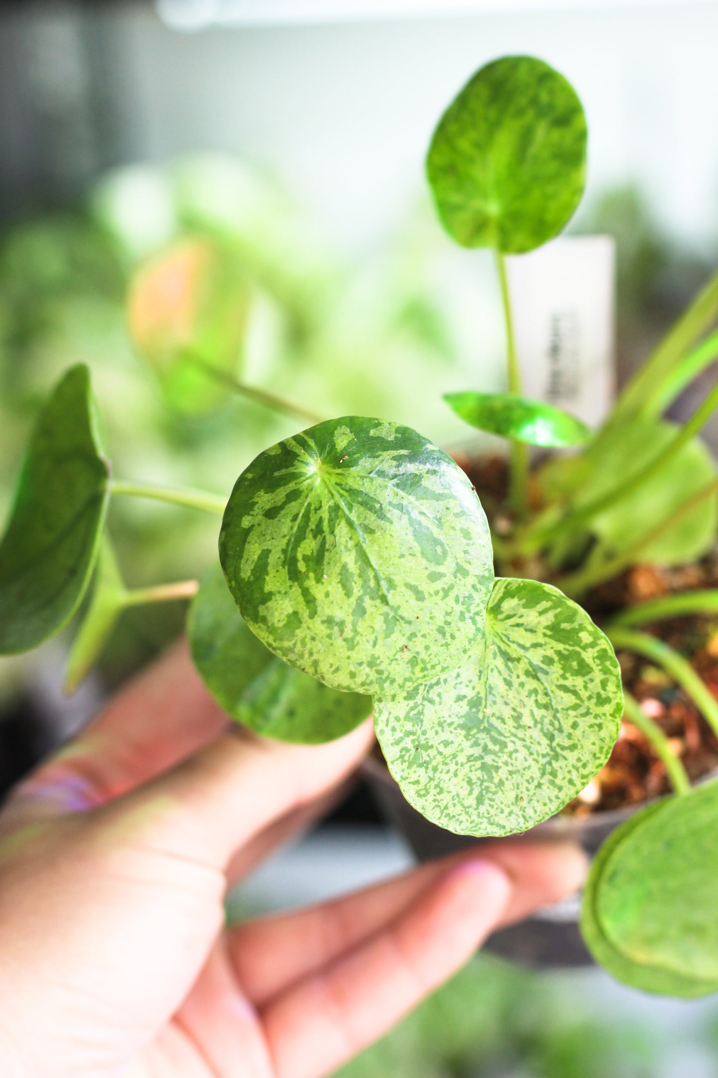 Pilea Peperomiodes Mojiito