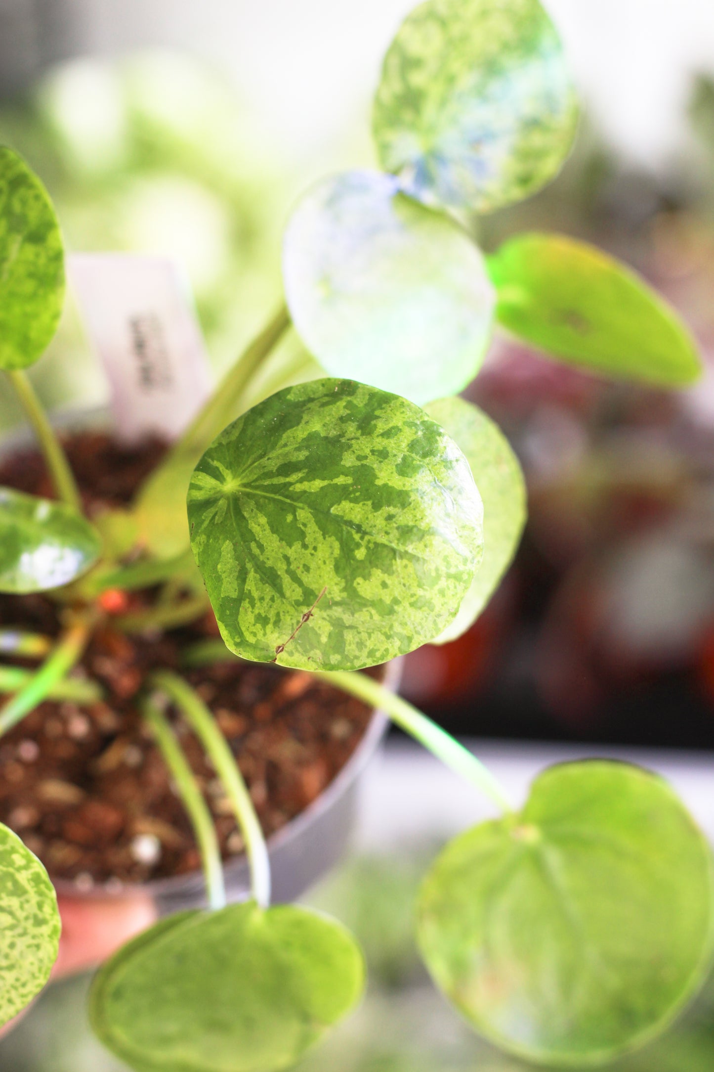 Pilea Peperomiodes Mojiito