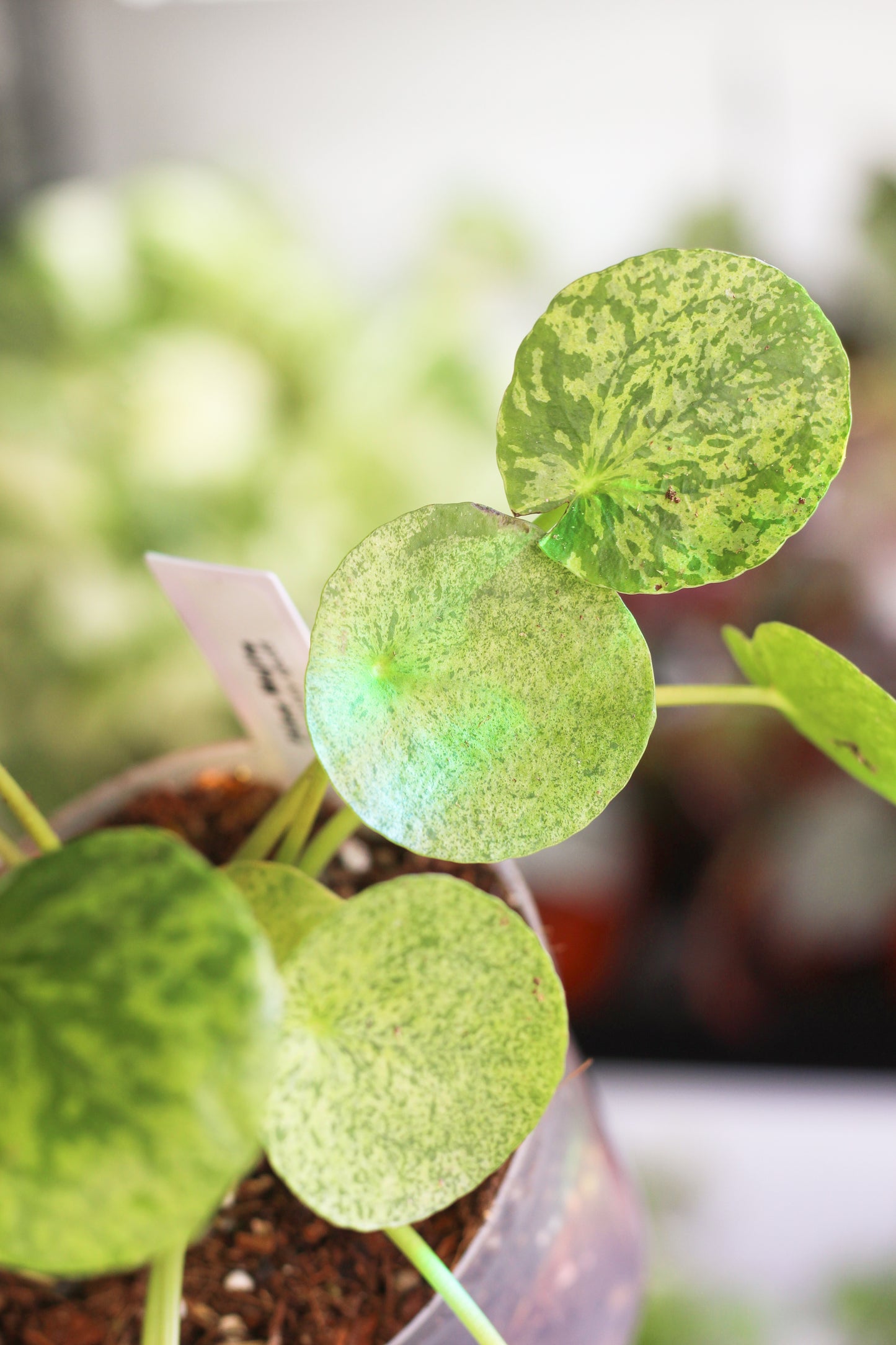 Pilea Peperomiodes Mojiito