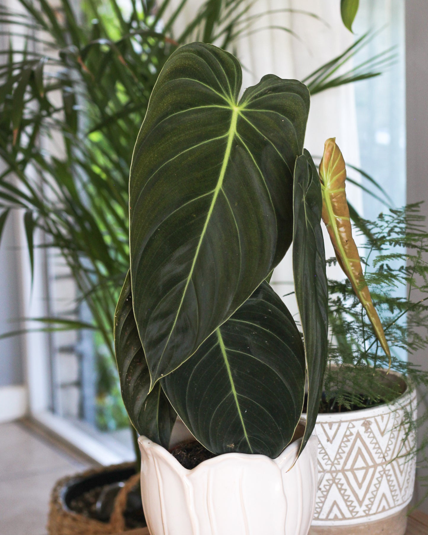 Philodendron Melanochrysum