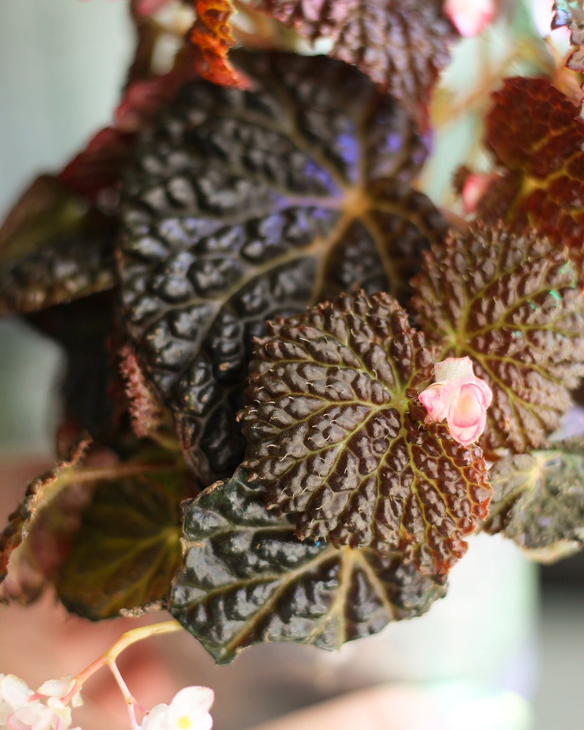 Begonia Masoniana Mountain
