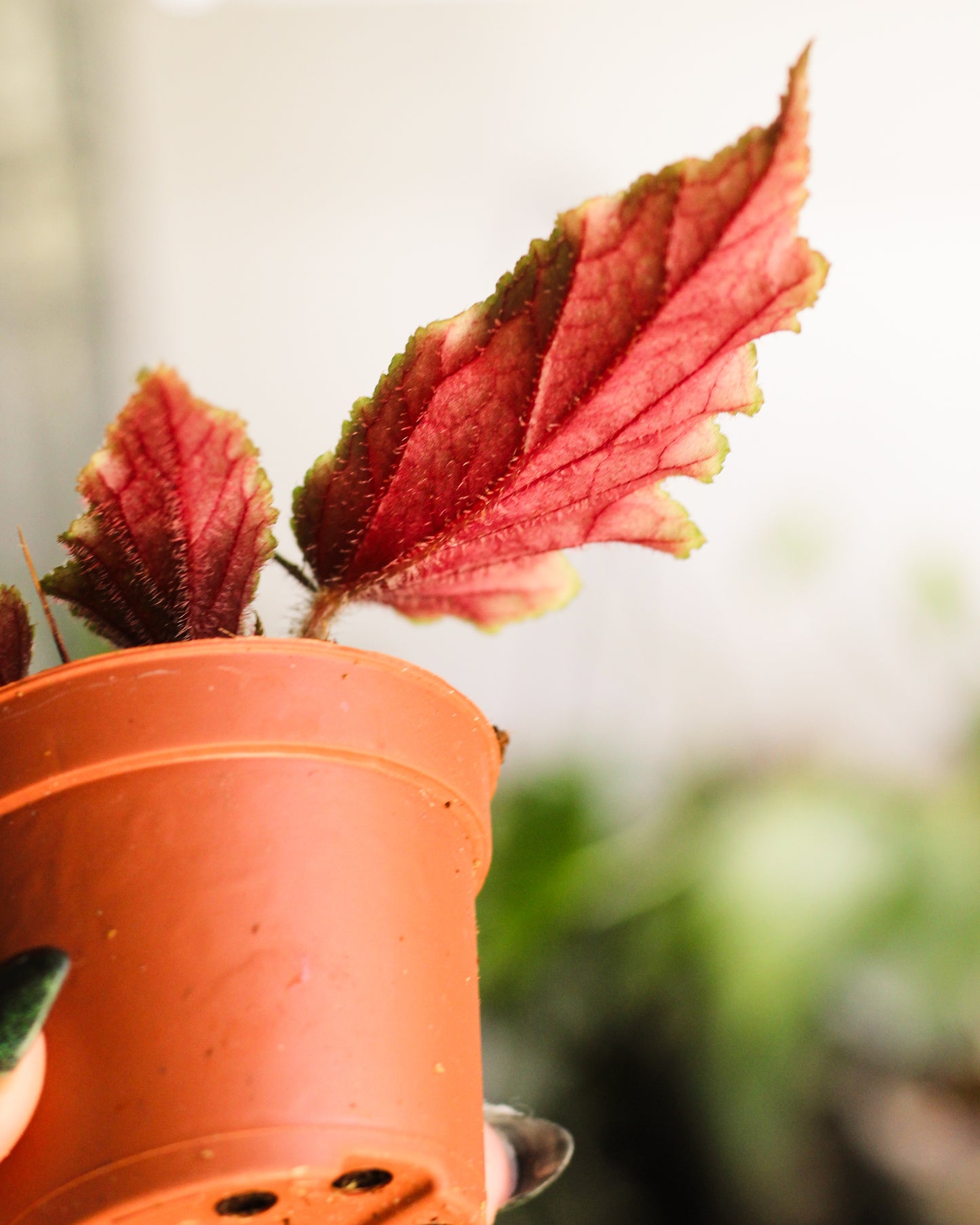 Begonia Ginny ( Reverted Galaxy )