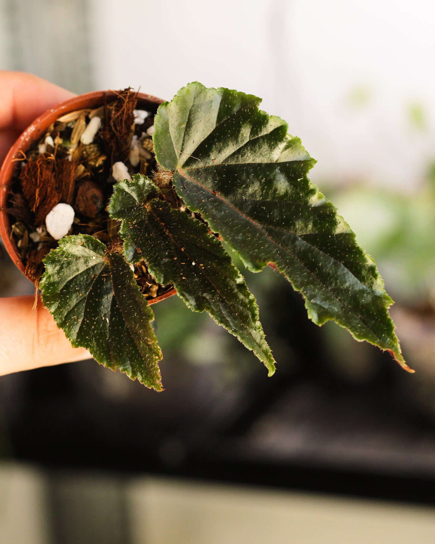Begonia Ginny ( Reverted Galaxy )