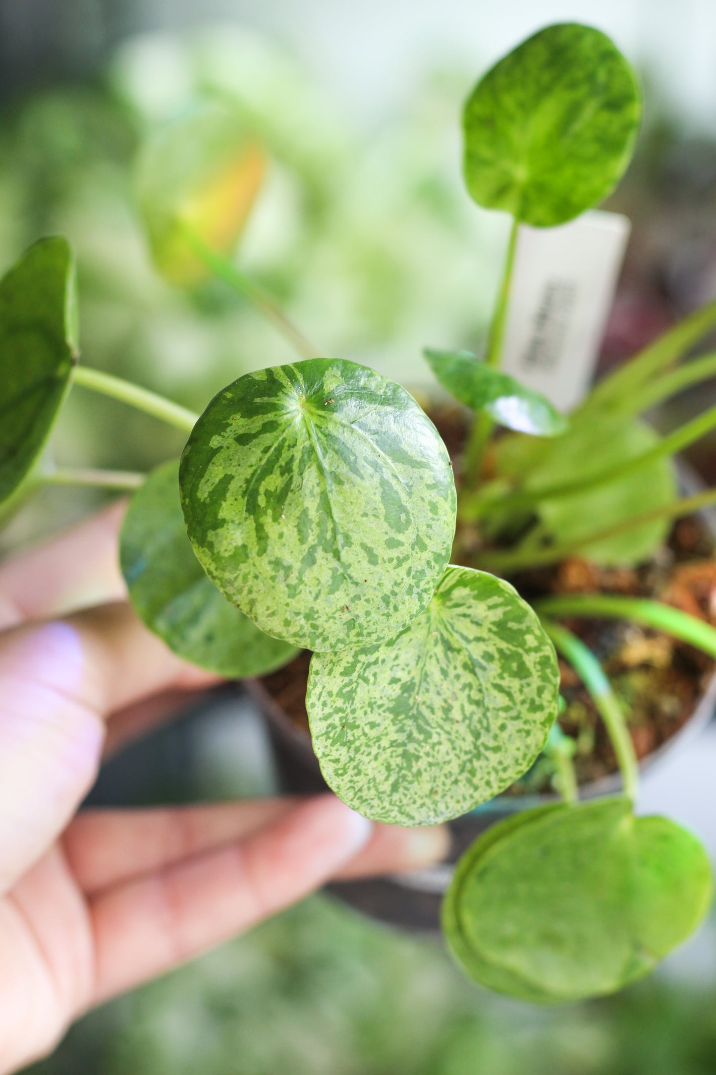 Pilea Peperomiodes Mojiito