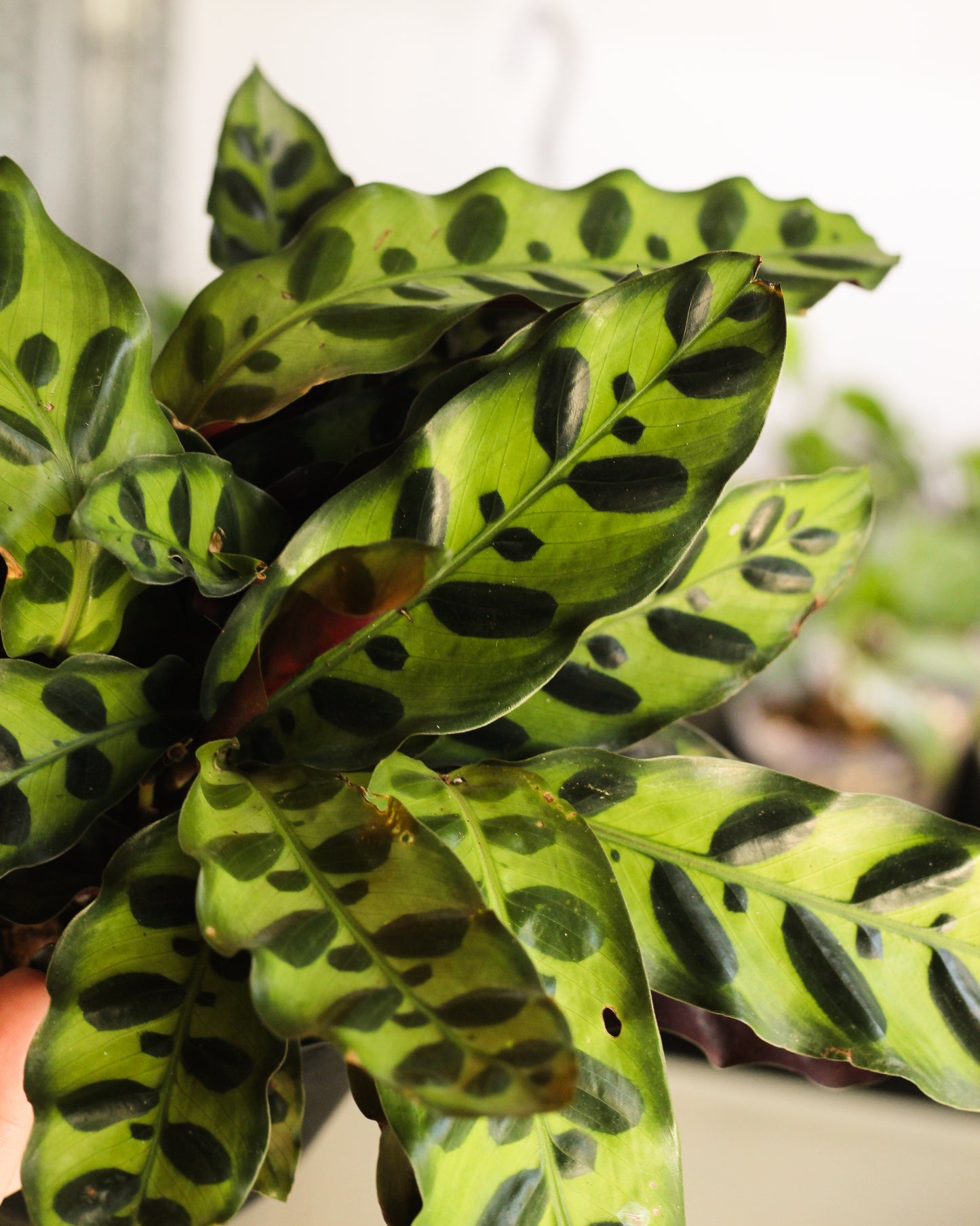 Calathea Insignis