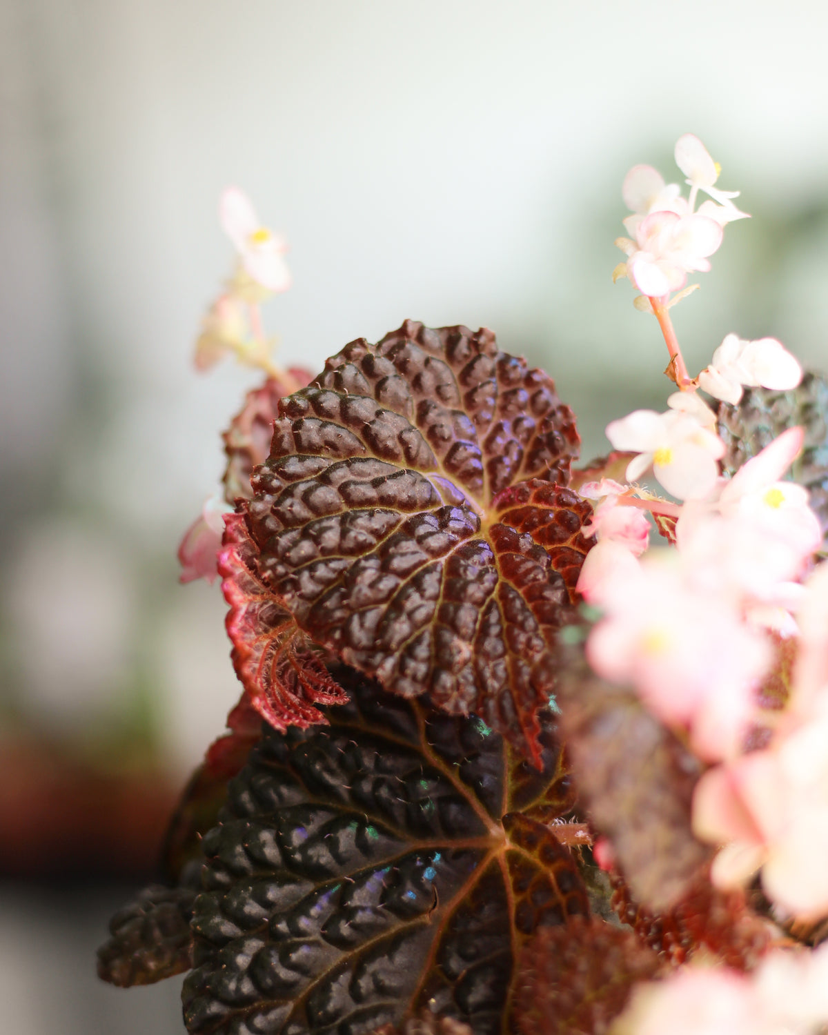 Begonia Masoniana Mountain