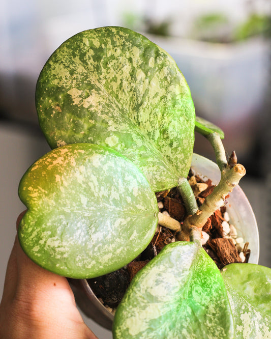 Hoya Obovata Splash