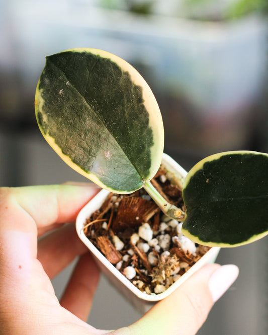 Hoya Australis Outer Variegated