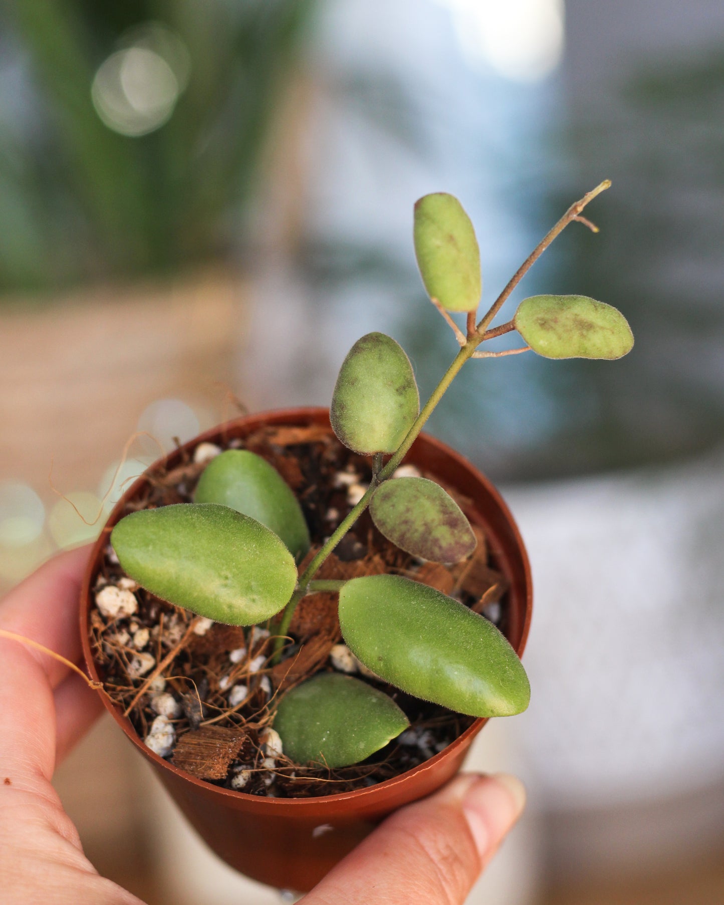 Hoya Brevialata
