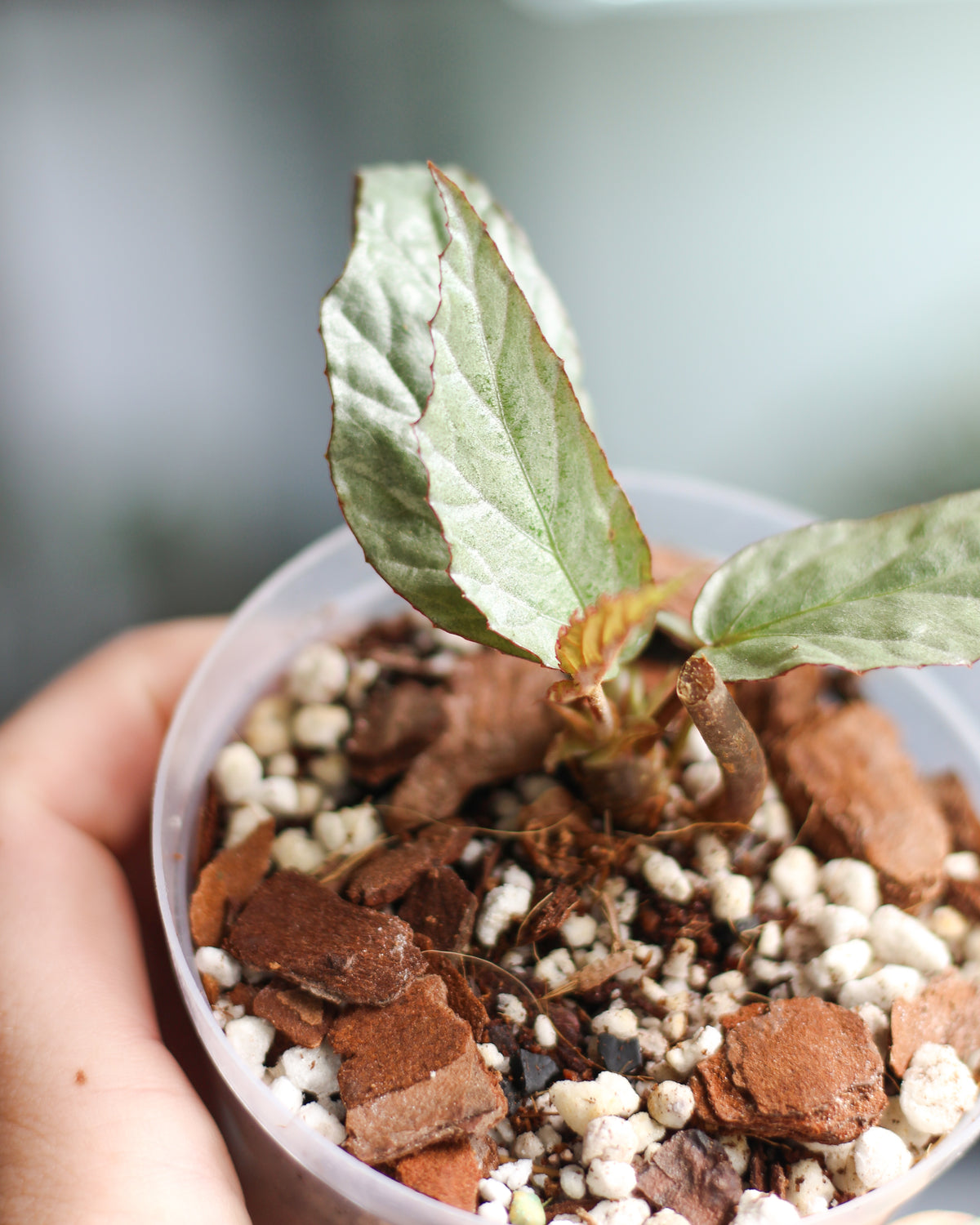 Begonia Hatioca Silver