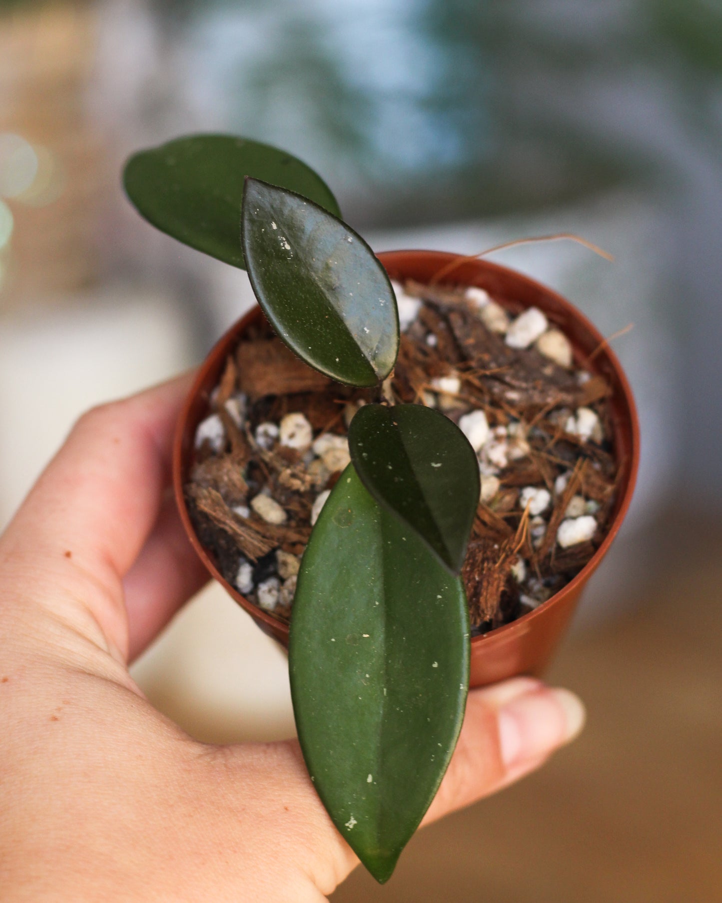 Hoya Pubicalyx Royal Hawaiin Purple