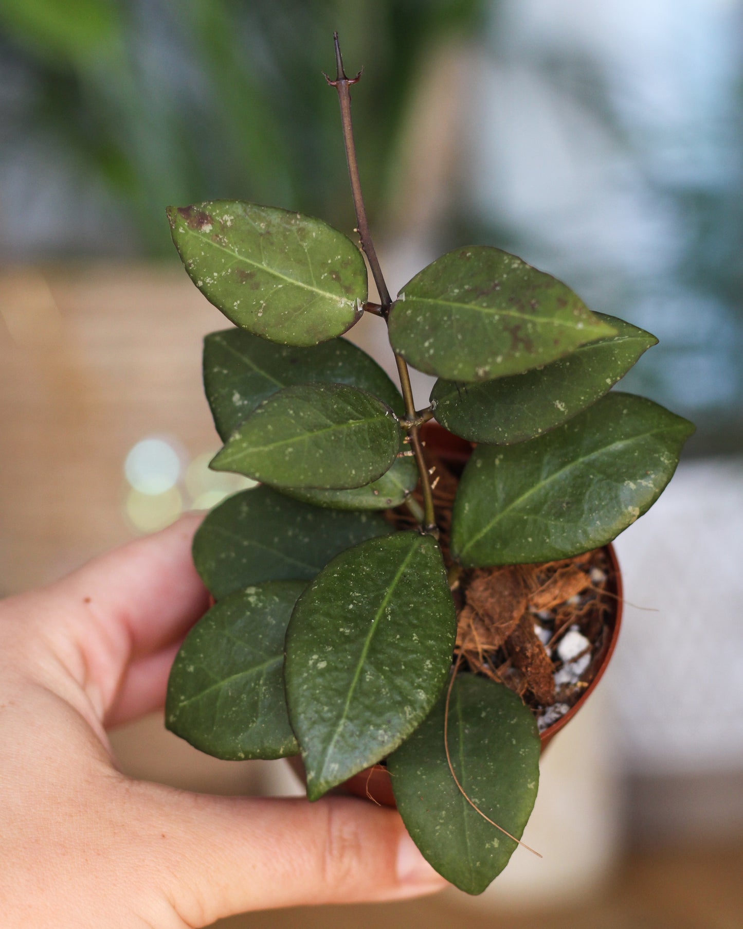 Hoya Ovalifolia