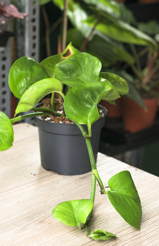 Global Green Pothos - Reverted Strands