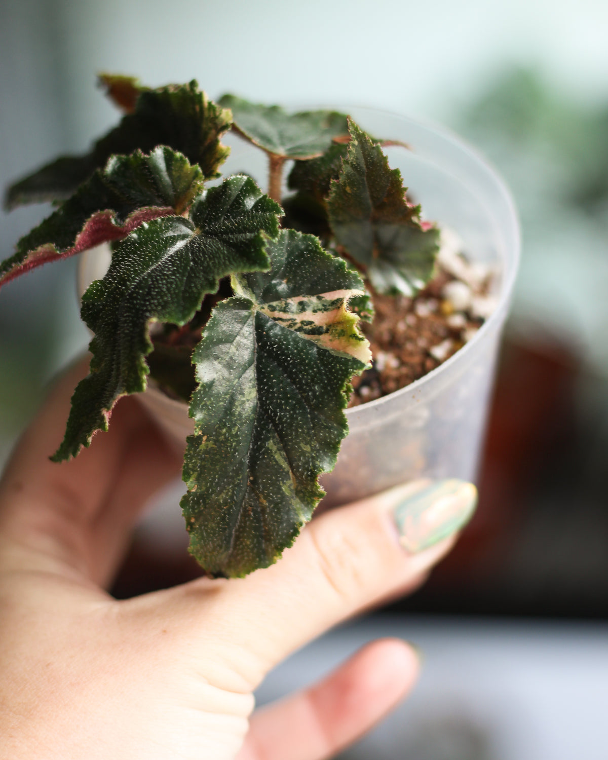 Begonia Ginny - reverted galaxy