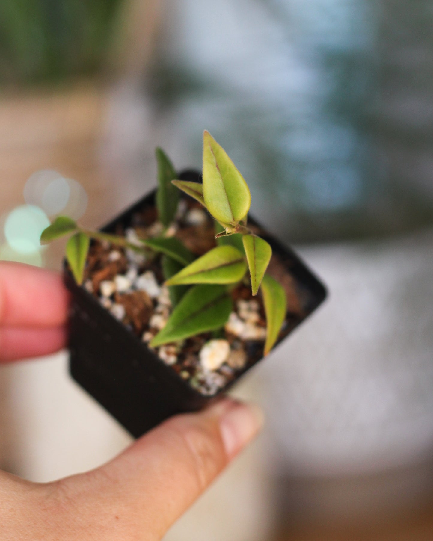 Hoya Bella