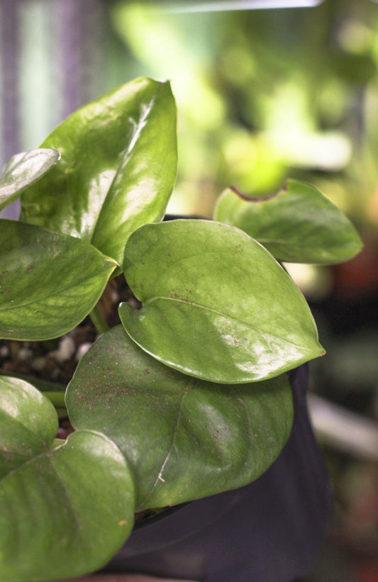 Global Green Pothos - Reverted Strands