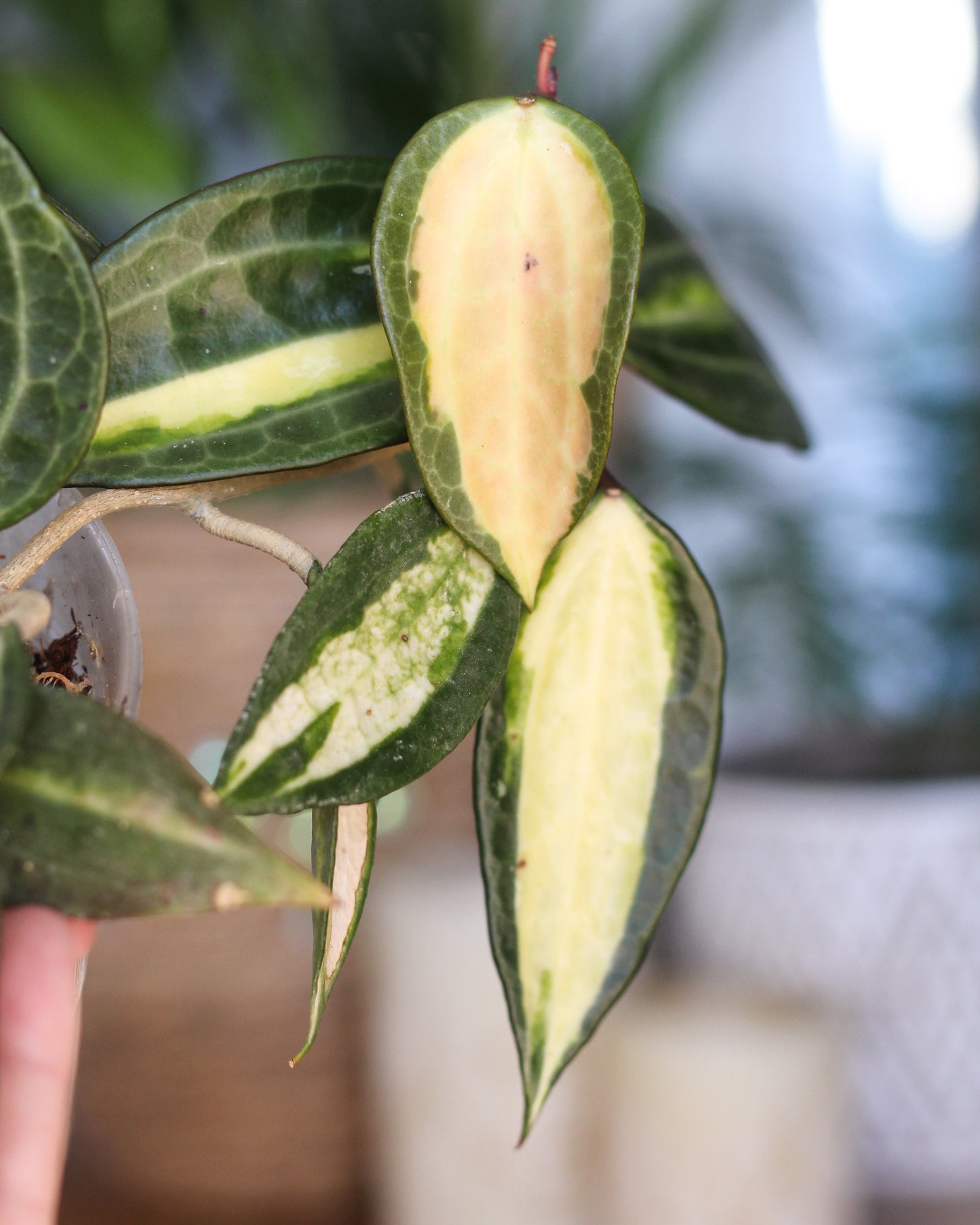 Hoya Latifolia Inner Variegated