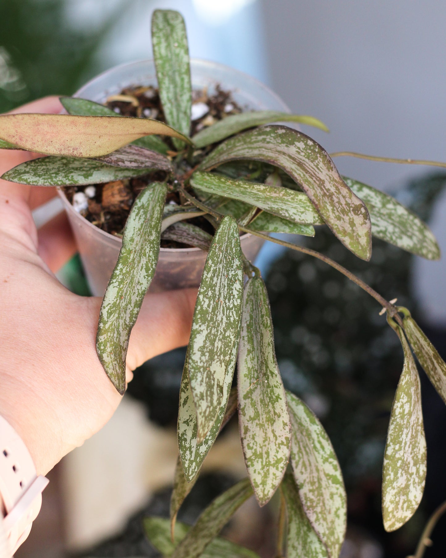 Hoya Sigillatis