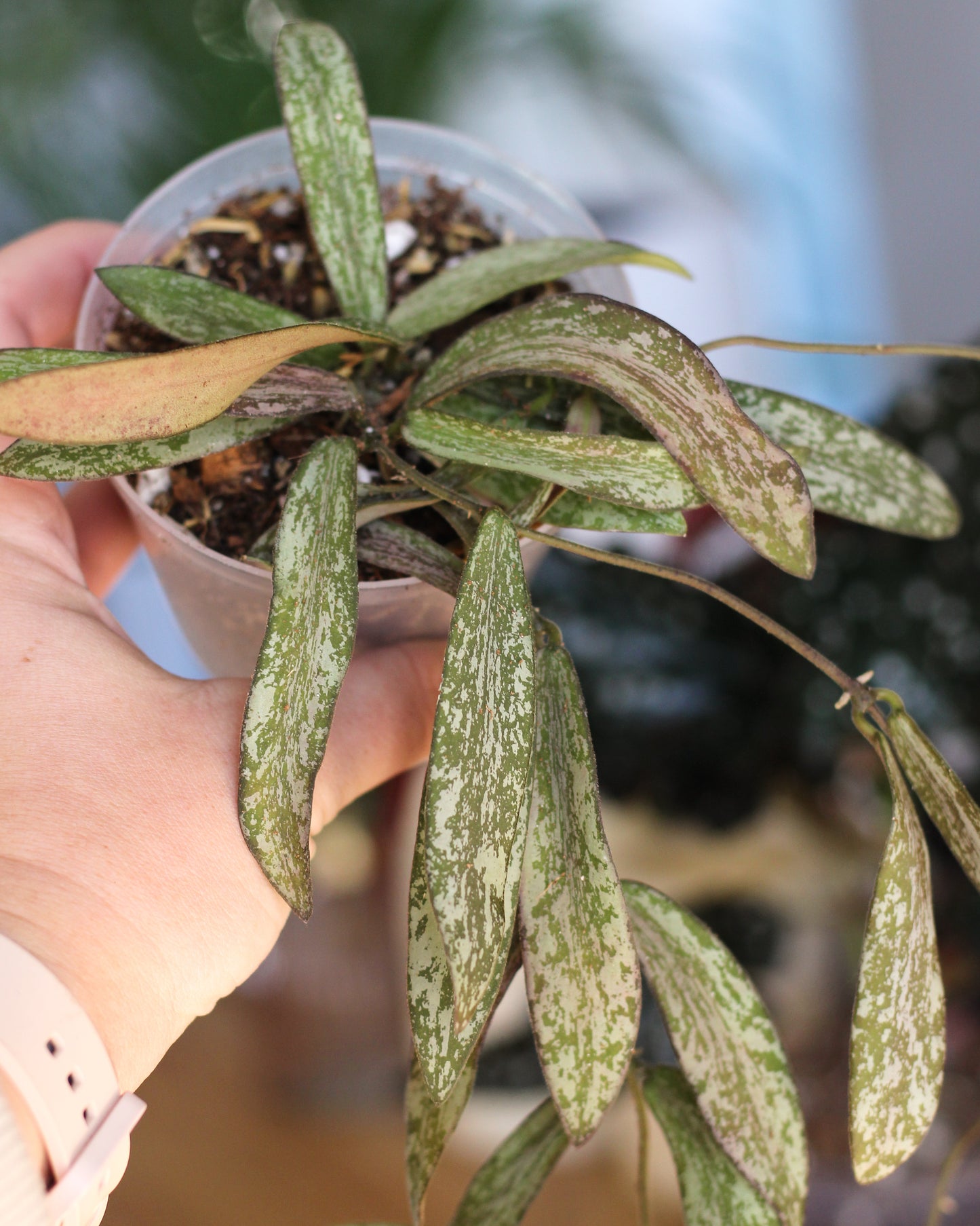 Hoya Sigillatis
