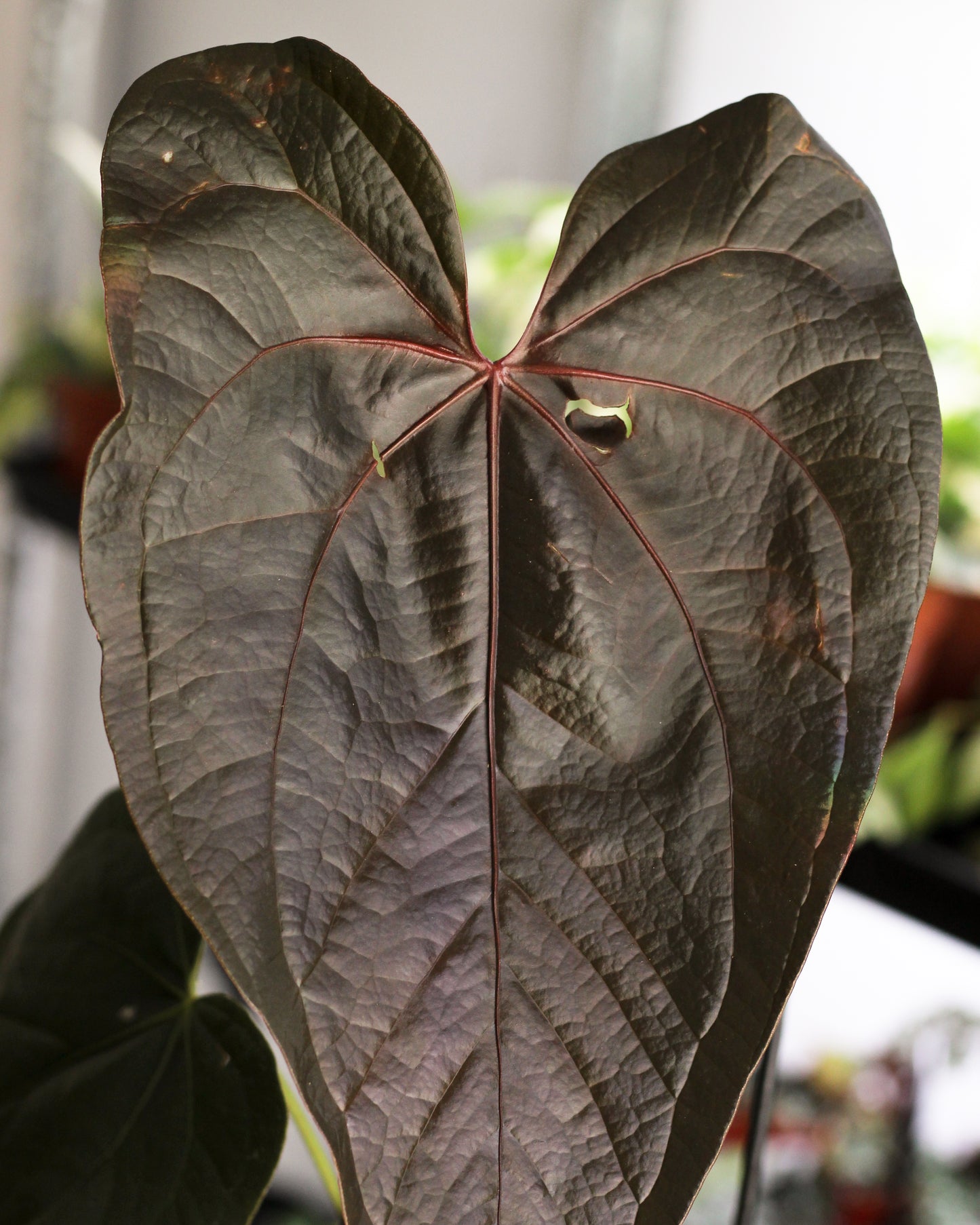 Anthurium Queen of Hearts