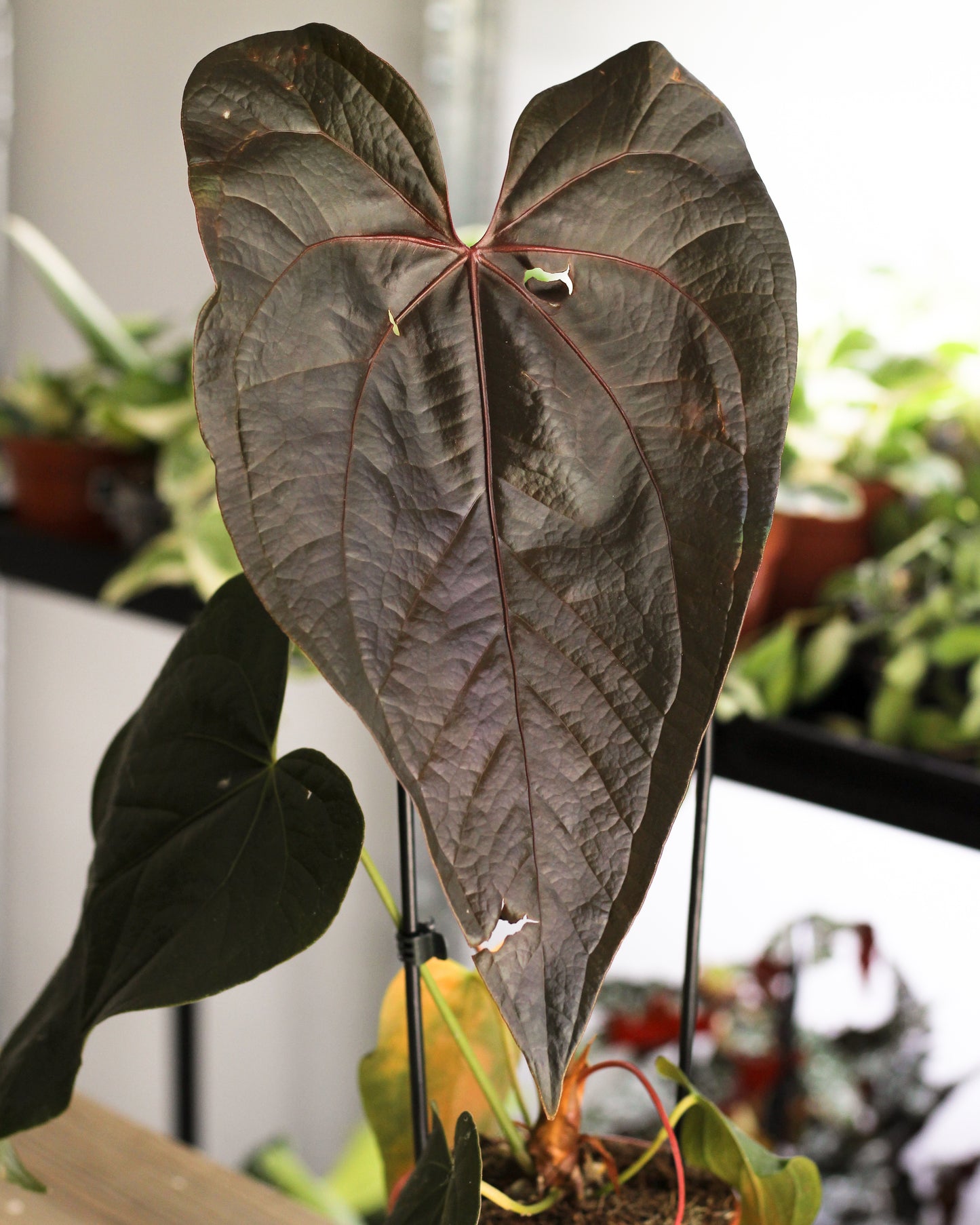 Anthurium Queen of Hearts