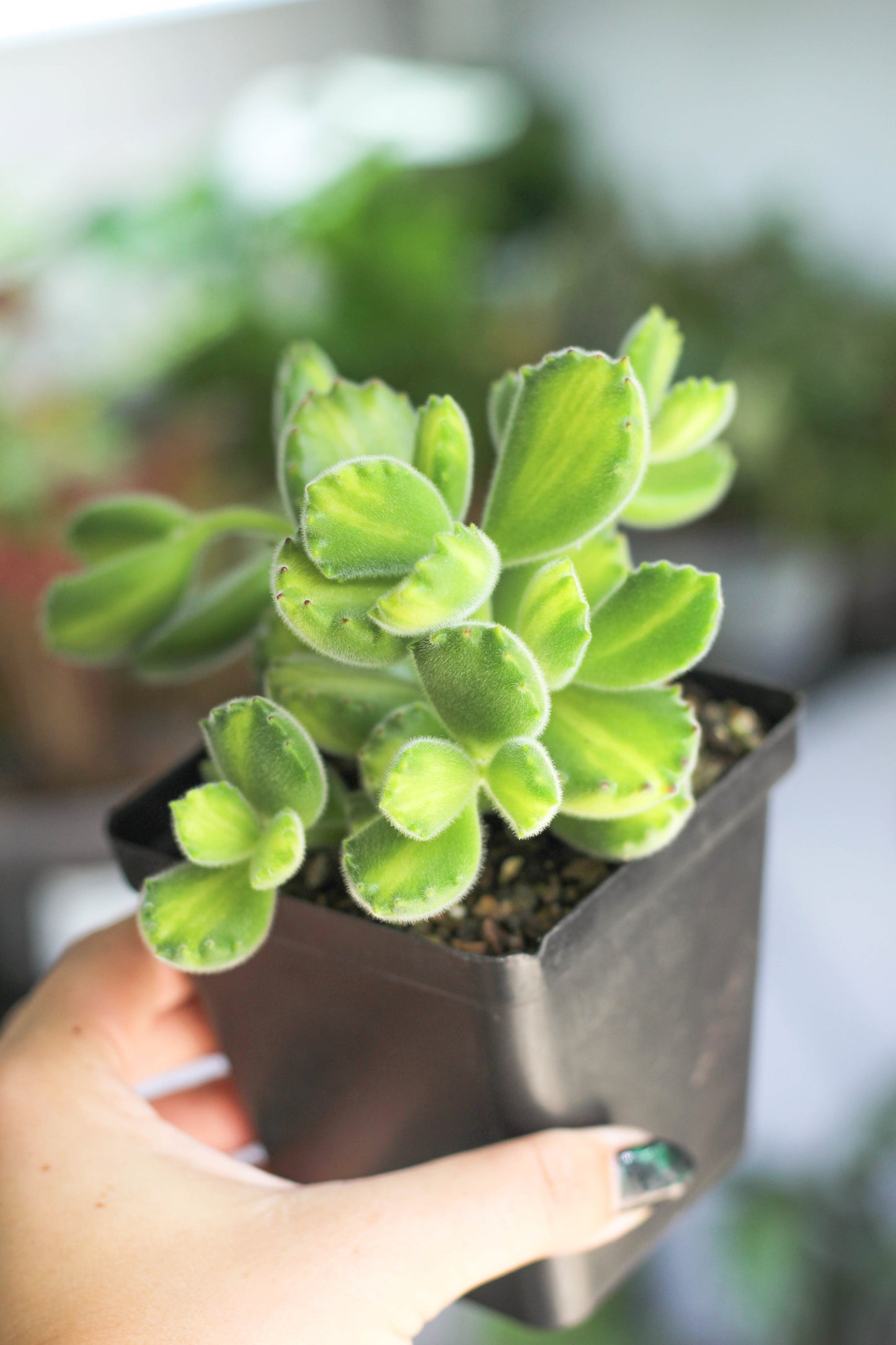 Cotyledon Tomentosa Inner Variegated