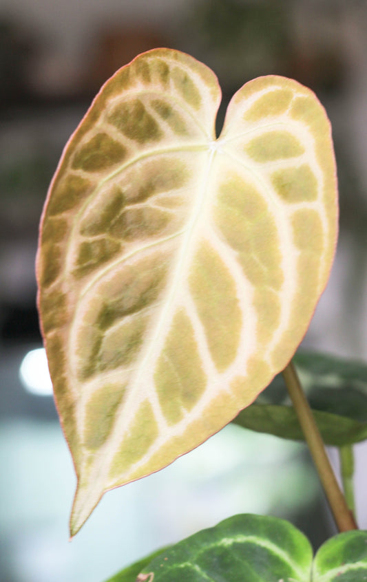 Anthurium Silverblush
